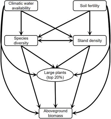 Large plants enhance aboveground biomass in arid natural forest and plantation along differential abiotic and biotic conditions